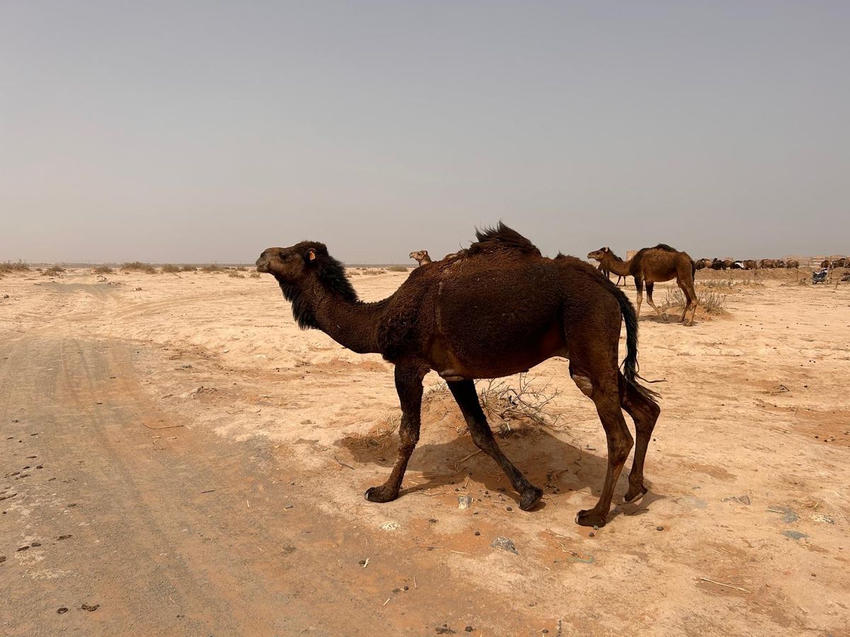 Dromedaris naast een zandpiste, met meer dromedarissen op de achtergrond